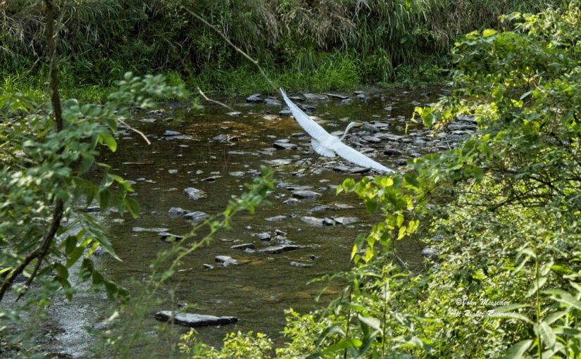 Great White Egret over Marsh Creek